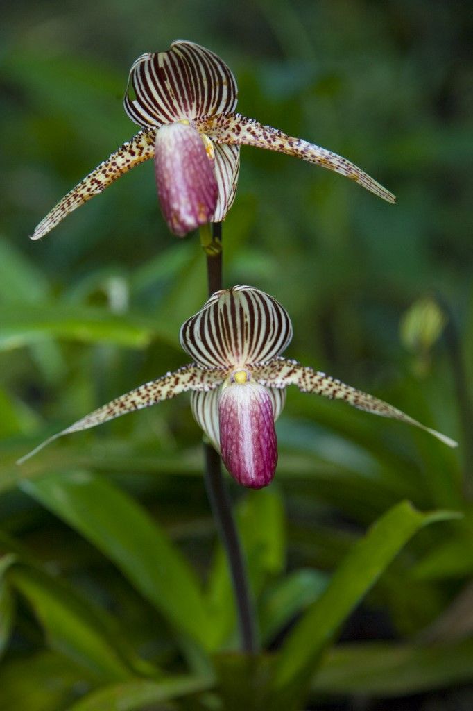 orchidea, 