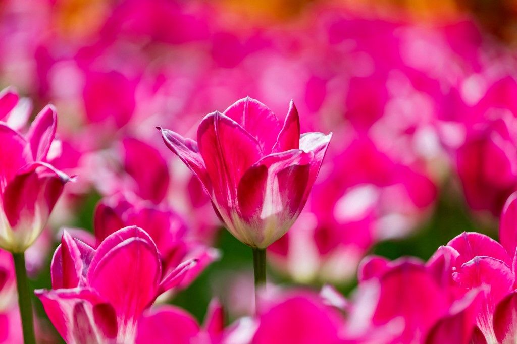 Tulip flowers burst into bloom in Changchun, világ legdrágább virágai, 