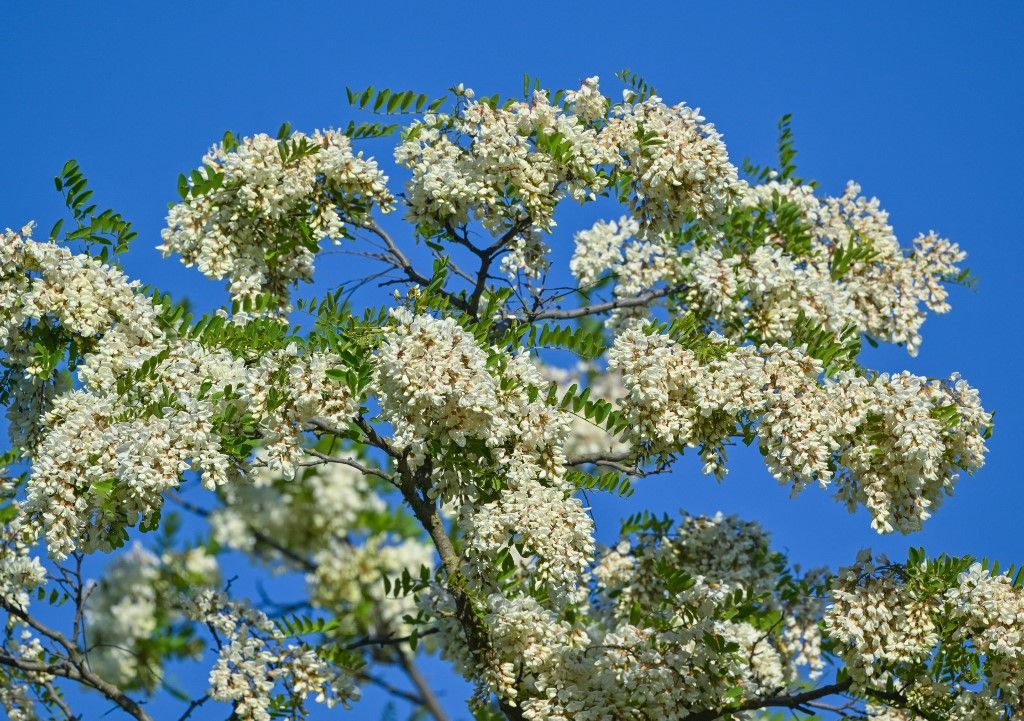 Robinia trees are in full bloom

tavasz 
május
időjárás