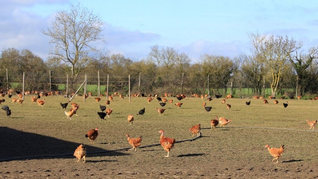 Madárinfluenza  FRANCE - AVIAN FLU - AGRICULTURE - PAYS DE LA LOIRE
madárinfluenza
házi baromfi