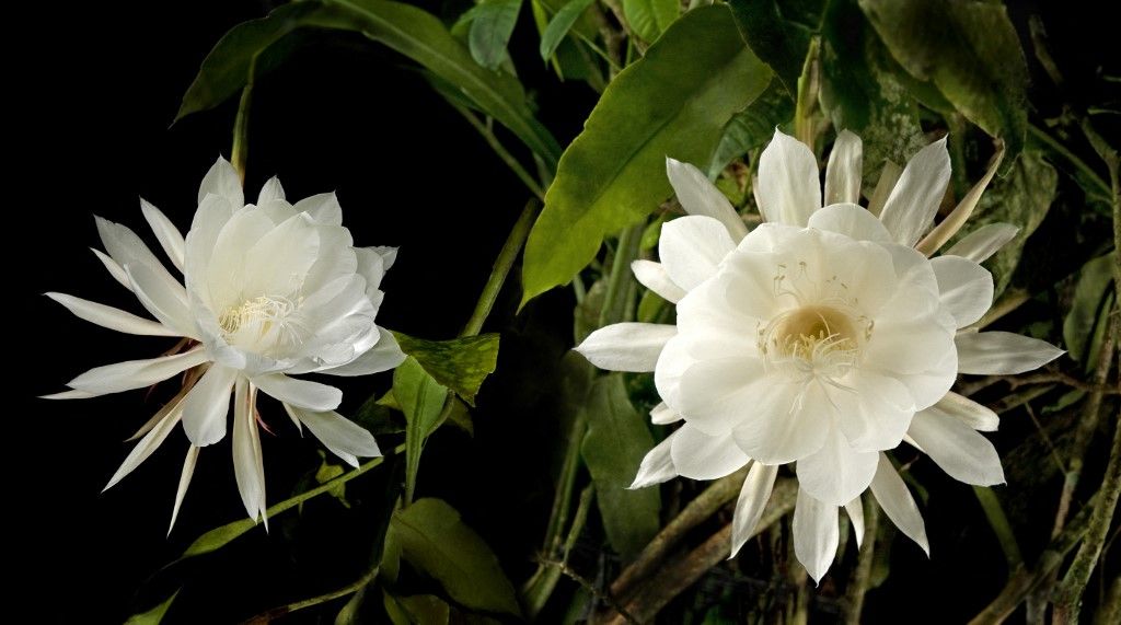 Queen of the night, Epiphyllum Oxypetalum, blooms only once at midnight for a few hours, then the flower drops, Philippines, Southeast Asia, Asia, kadupul, 