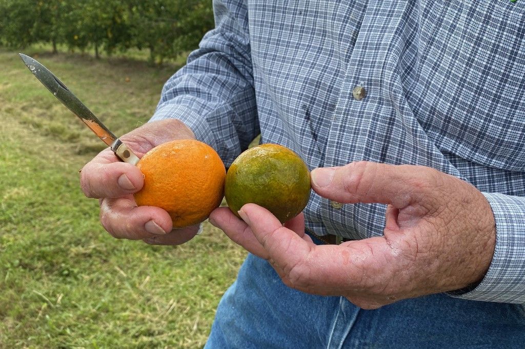 A világpiacon rekordokat dönt a narancslé ára, betegség és a klímaváltozás is tizedeli a narancstermést.
