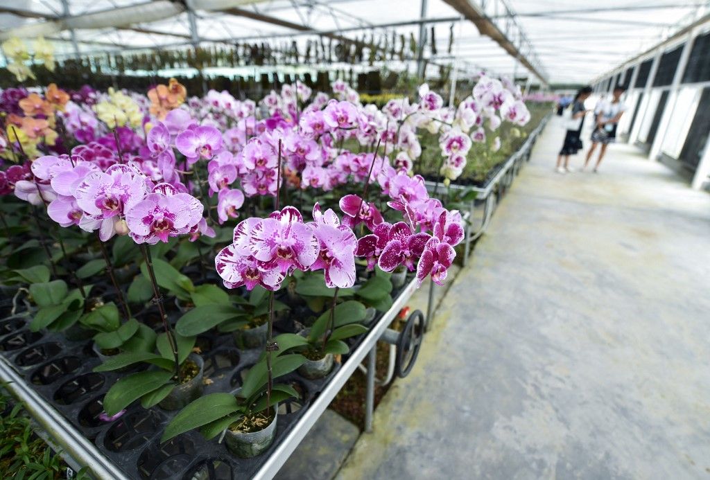 CHINA-SHENZHEN-NATIONAL ORCHID CONSERVATION CENTER (CN), orchidea, 