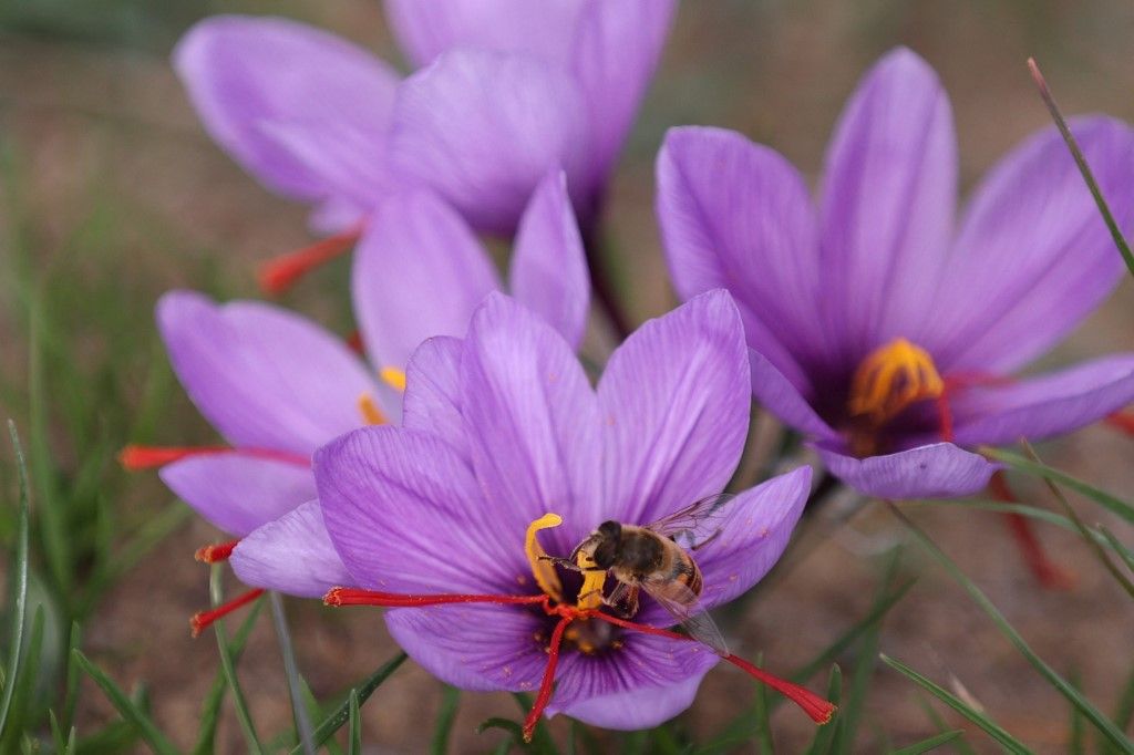 Bees collect pollen from Saffron flowers in Turkiye's Duzce, sáfrány, 