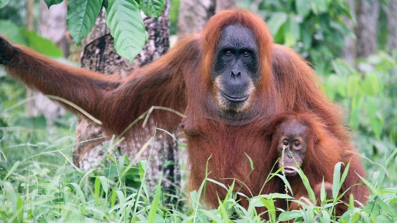 Gyógynövénnyel kezelte saját sebét egy orangután