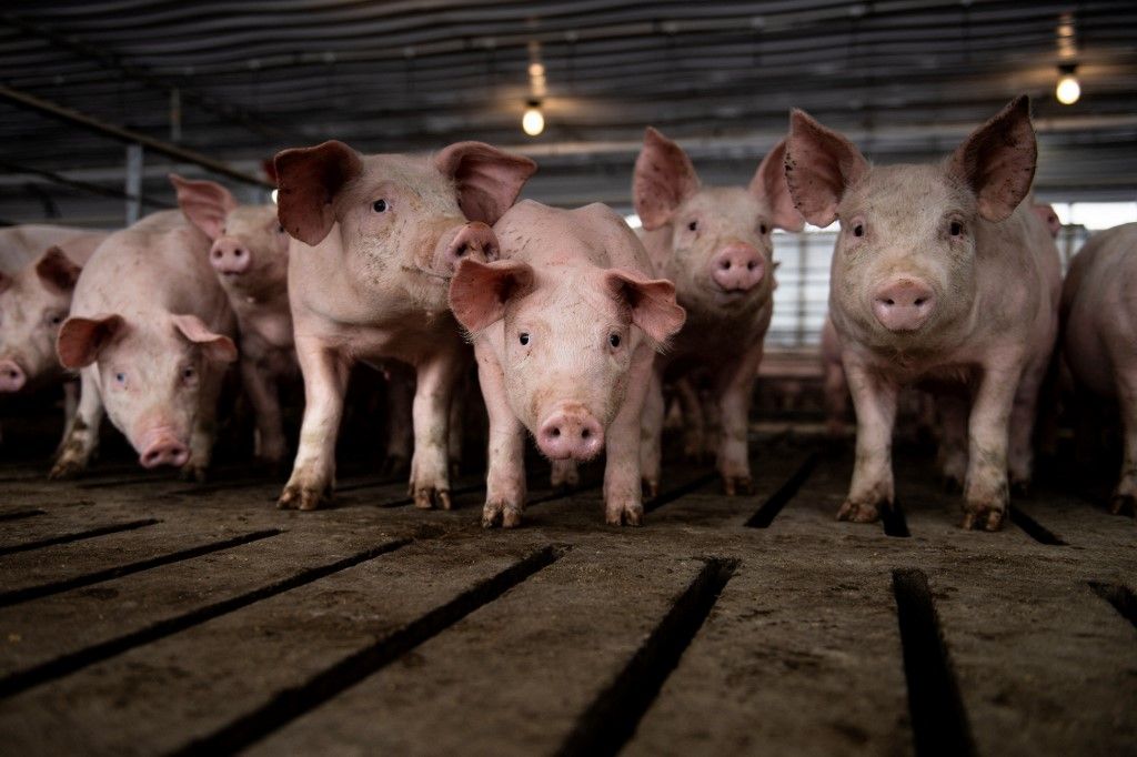 Hogs are seen at Illinois farmer Brian Duncan's farm January 25, 2020, in Polo, Illinois. America is in flux. Once stable jobs have become precarious, mass media that united have turned to cacophony, and communities that once appeared monolithic have been transformed by diversity. After driving nearly 3,000 kilometers across the United States, an AFP team has found consensus on at least one point — this year’s election will be pivotal. (Photo by Brendan Smialowski / AFP) / TO GO WITH AFP STORY BY  Shaun Tandon: "On the road to Iowa"