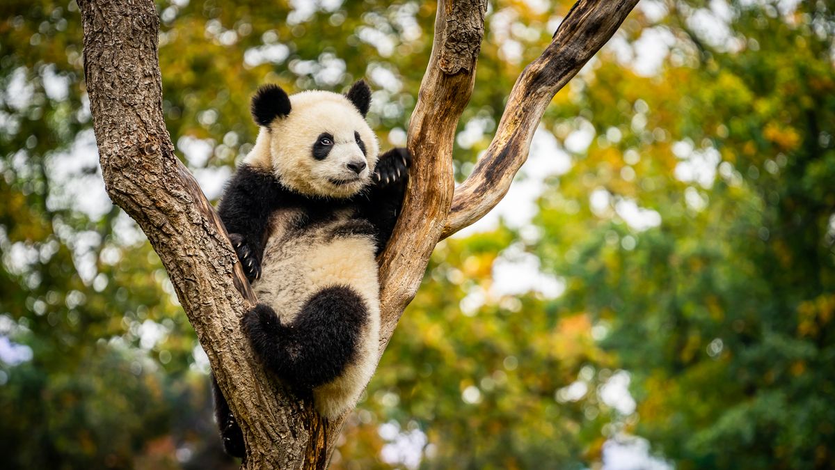 Pandaszámlálásra készül Kína