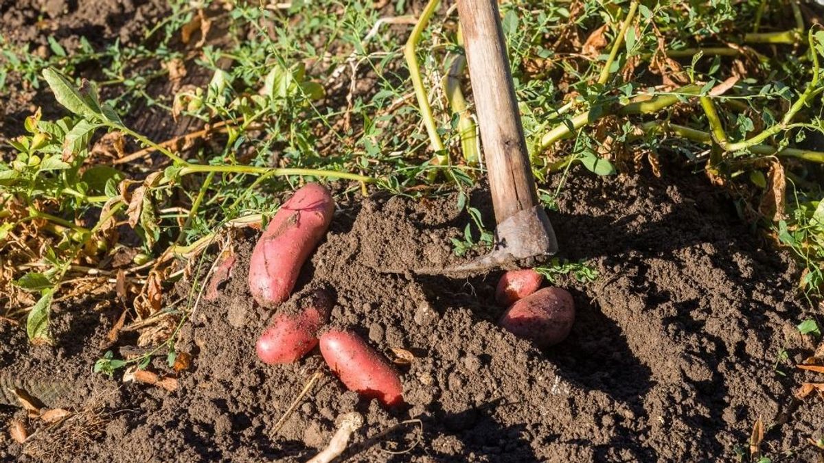 Támogatásokkal nőhet a hazai burgonyatermelés