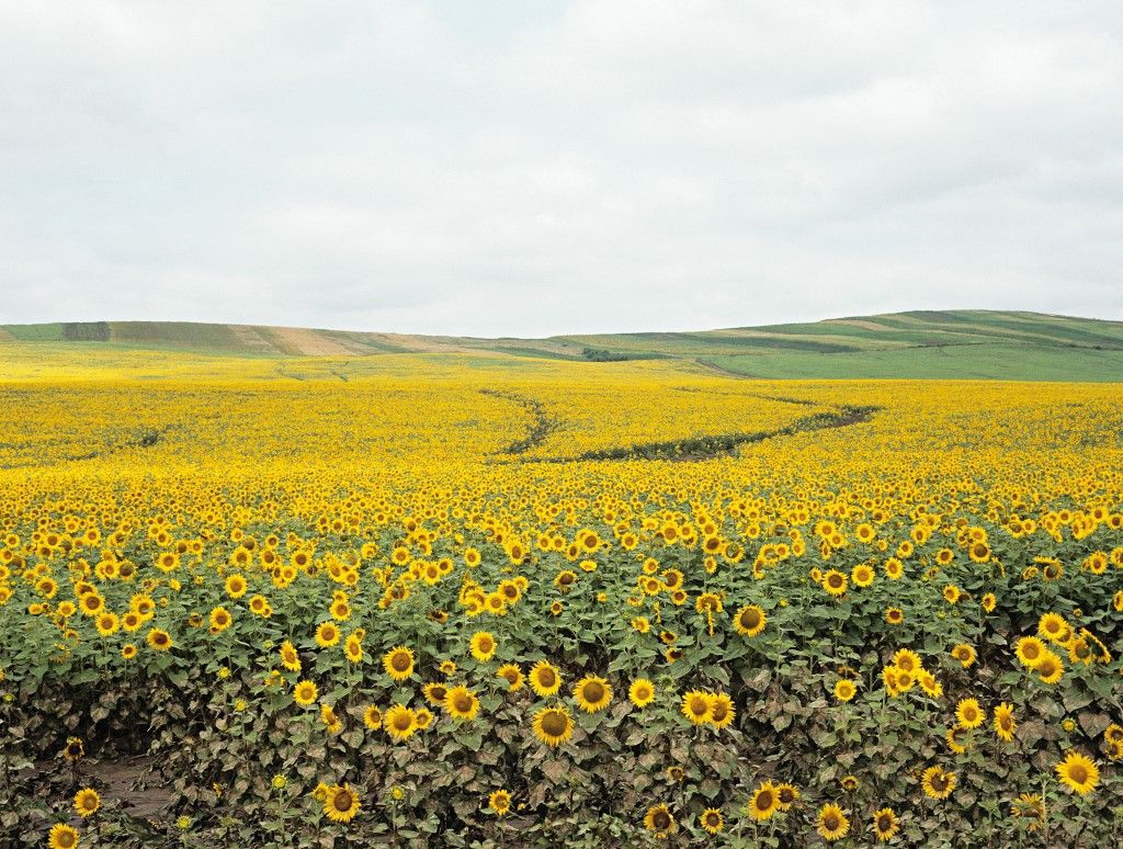 Field of sunflowers in romania (Photo by David Forman / Image Source / Image Source via AFP)
 A tartós kánikula várhatóan súlyos károkat okoz a nyári növényekben délkeleten, nyugaton azonban fellélegezhetnek a gazdálkodók, mert segítheti felszárítani az eláztatott szántókat.