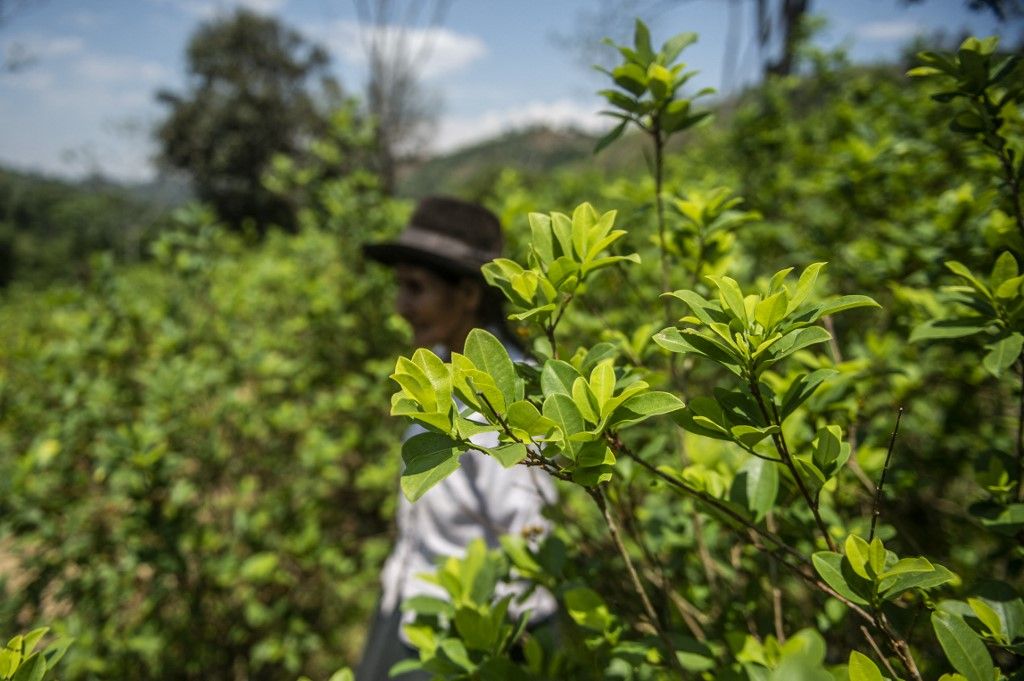 Elenyésző mértékben csökkent a kokacserjékkel beültetett terület Peruban tavaly. Kolumbia legfőbb exportcikke nemsokára a kokain lehet.