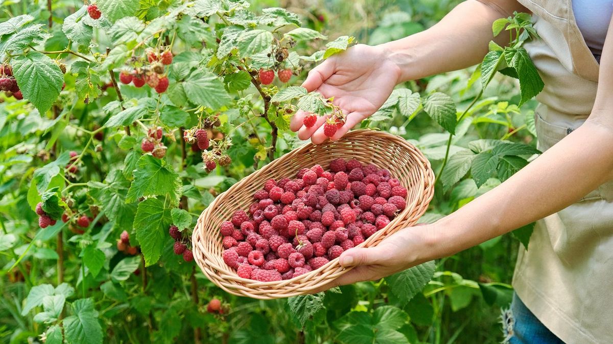 Close-up,Of,Harvest,Of,Ripe,Raspberries,In,Garden,,Woman's,Hands