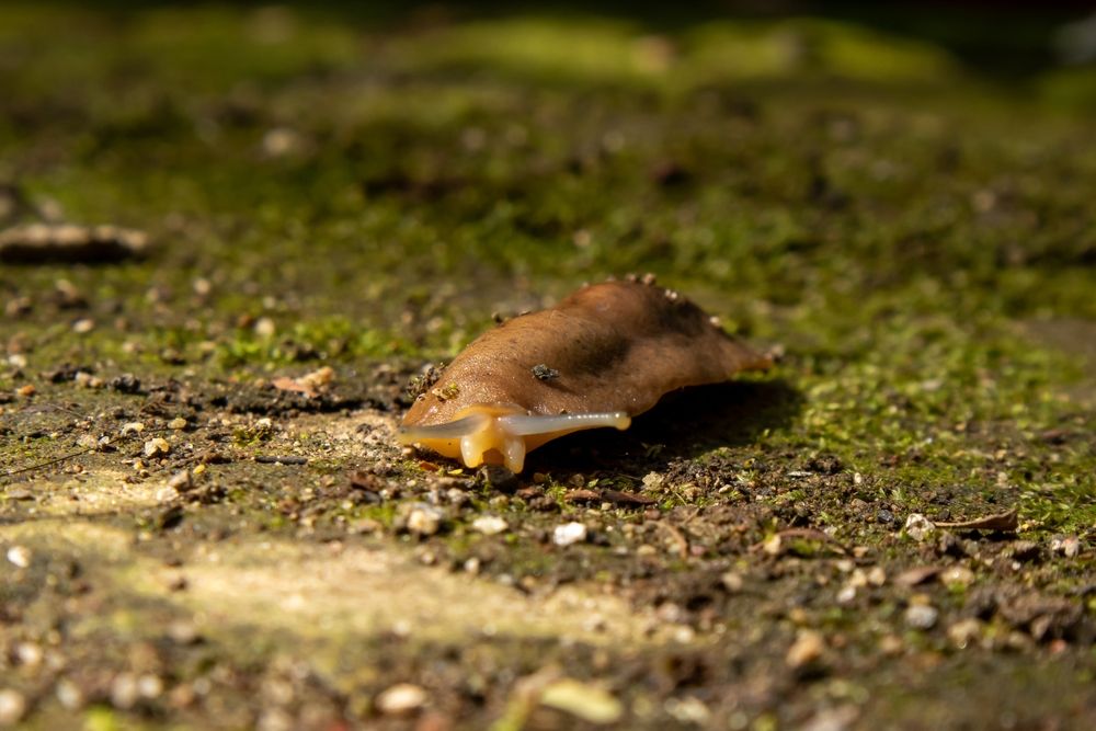 Slug,Or,Naked,Snail,On,Moss,Surface
