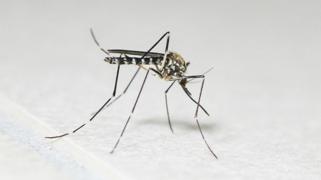 Asian tiger Mosquito (Aedes albopictus) on a wall, Bouxieres-aux-dames, Lorraine, France, szúnyogfajok