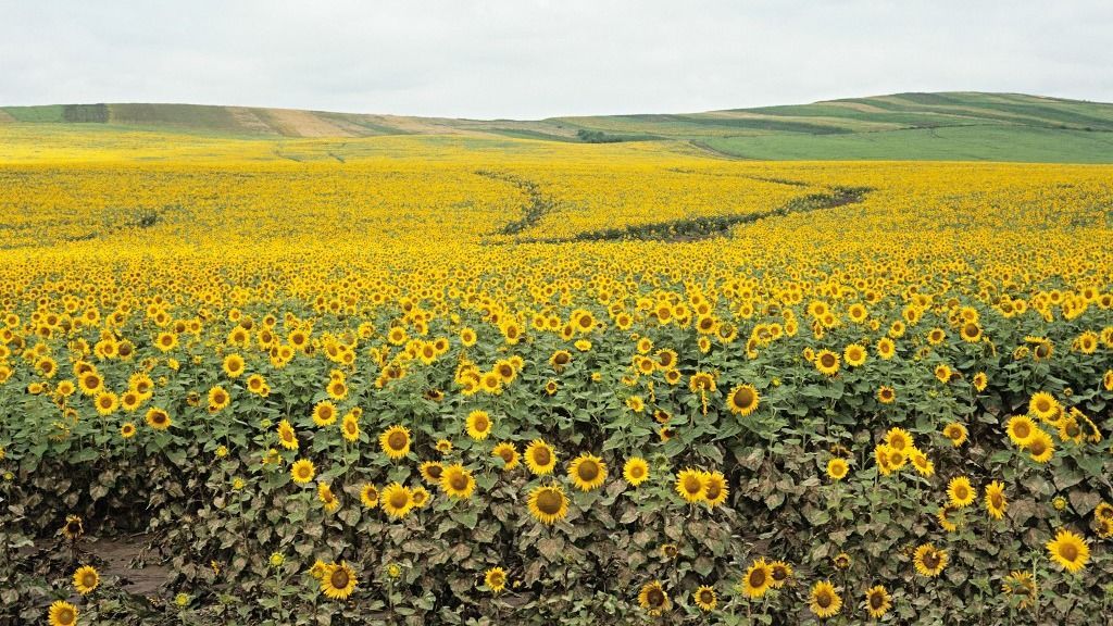 Field of sunflowers in romania (Photo by David Forman / Image Source / Image Source via AFP)
 A tartós kánikula várhatóan súlyos károkat okoz a nyári növényekben délkeleten, nyugaton azonban fellélegezhetnek a gazdálkodók, mert segítheti felszárítani az eláztatott szántókat.