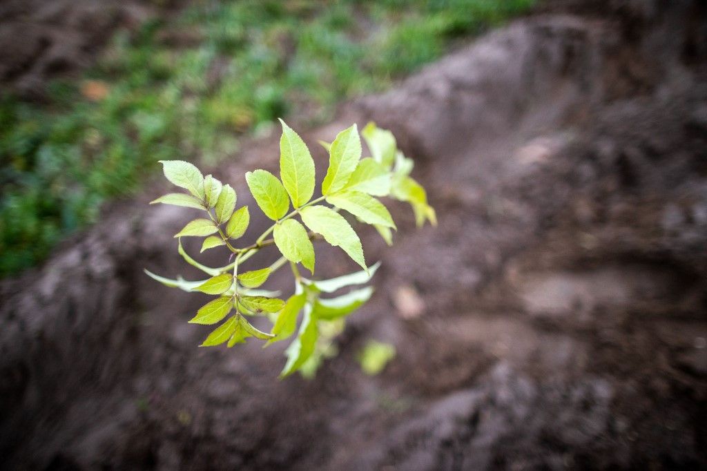 Afforestation, klímaváltozás