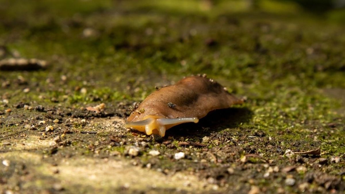 Sörcsapda, tejsavó, fűrészpor – harc a meztelencsigák ellen