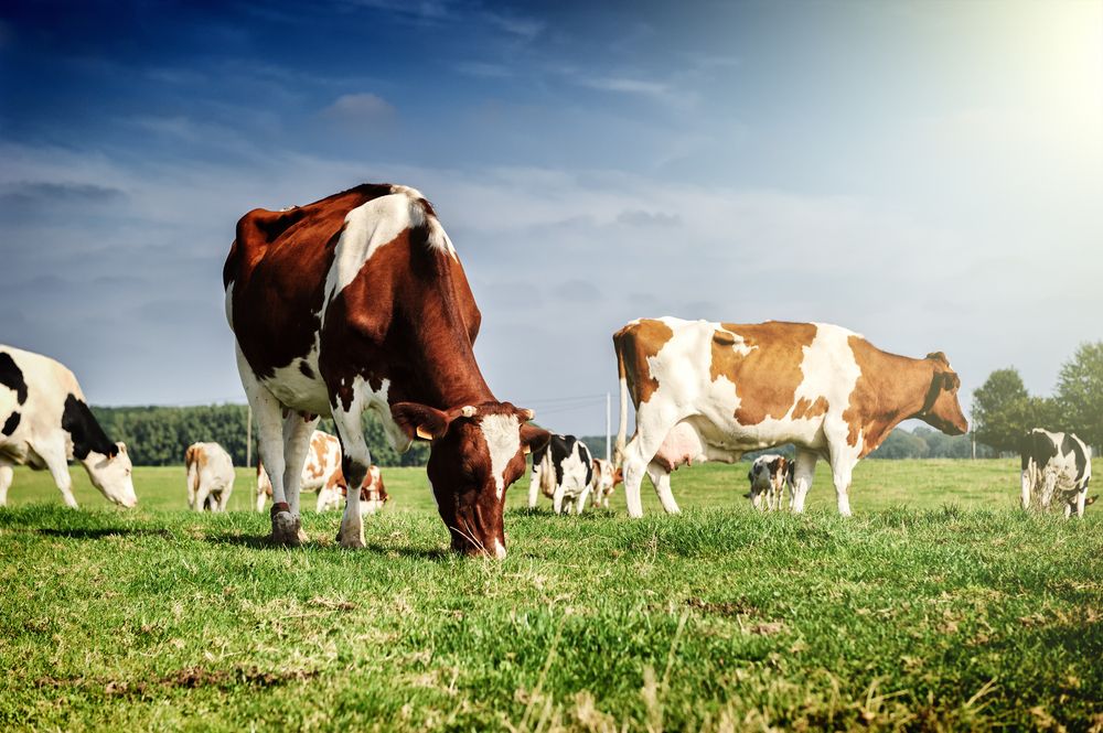 Herd,Of,Cows,At,Summer,Green,Field, tejtermelés