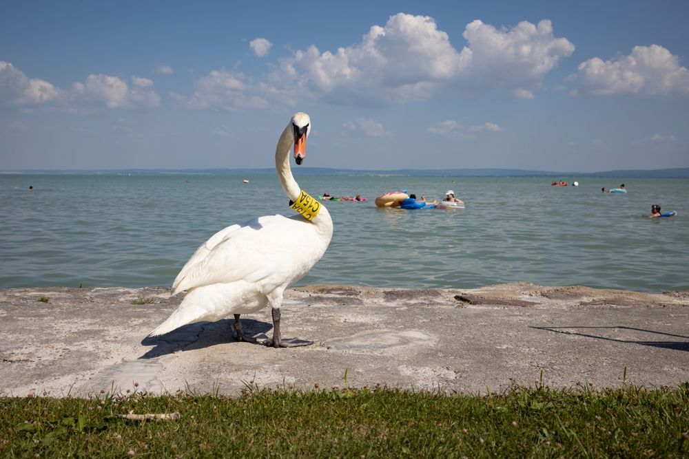 Swan,At,The,Beach,Of,Lake,Balaton