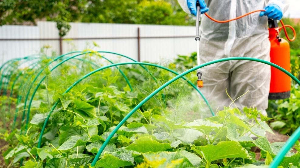 A,Farmer,In,A,Protective,Suit,Treats,Cucumbers,With,Pesticides