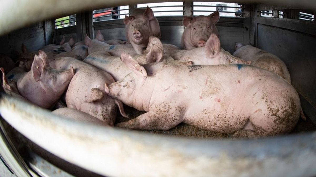 Sokat hozott a konyhára az agrárexport