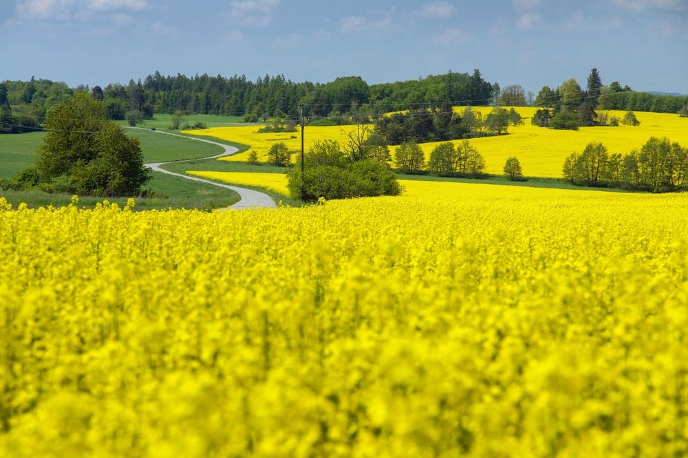 Field,Of,Rapeseed,,Canola,Or,Colza,, repce, CortevaIn,Latin,Brassica,Napus