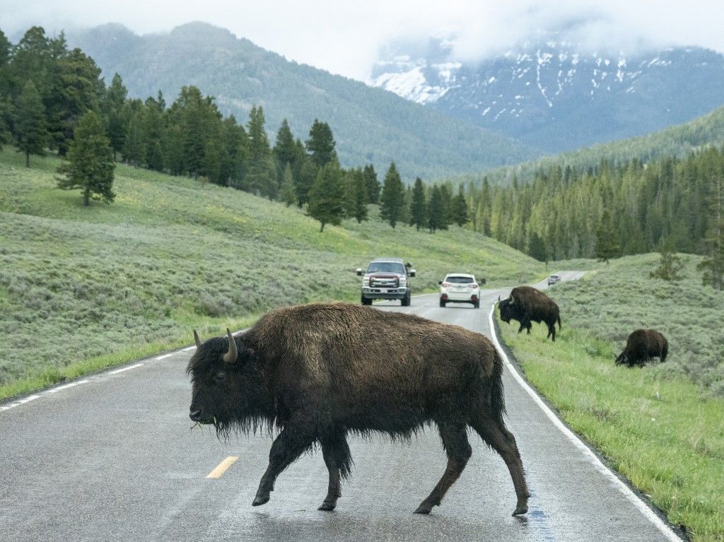 Adult bison (Bison bison) crossing the highway in Yellowstone National Park, UNESCO World Heritage Site, Wyoming, United States of America, North America (Photo by Michael Nolan / Robert Harding RF / robertharding via AFP)