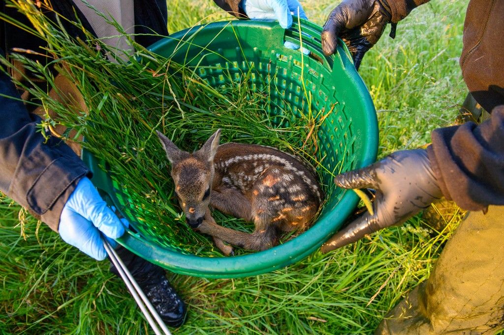 Fawn rescue campaign by the Saxony-Anhalt Wildlife Rescue Association

őzgida