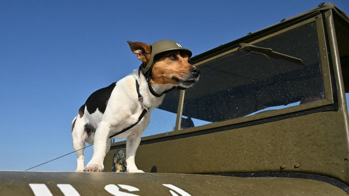 Egy kis katonai sisakot viselő kutya áll egy Willys Jeep tetején.