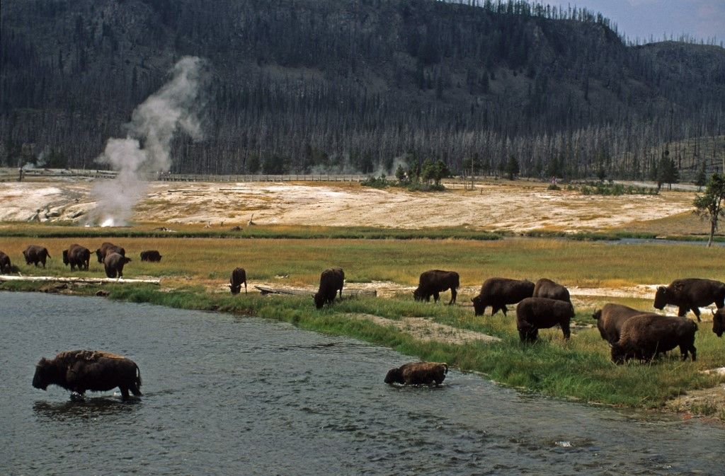 Bison d'Amerique / Bison bison / Riviere et geysers / Parc National du Yellowstone /USA ©AlainGuerrier/HorizonFeatures/Leemage (Photo by leemage / Leemage via AFP)