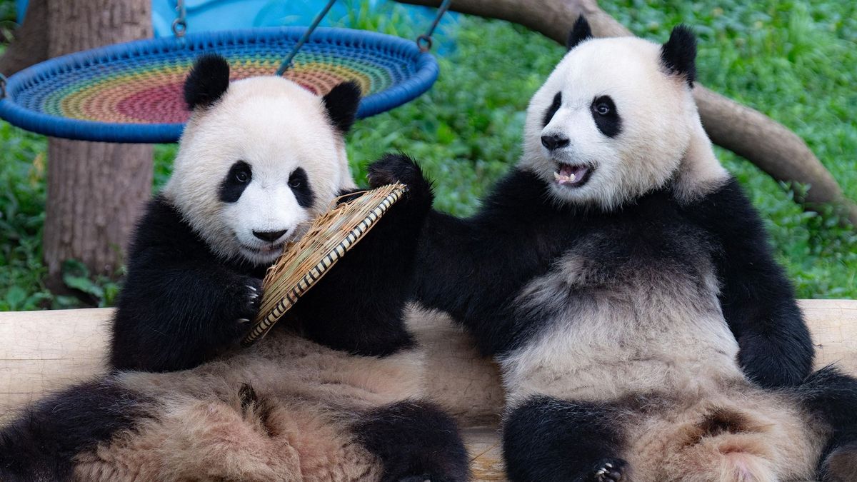 Hszi betartotta ígéretét: úton van két panda Amerikába
