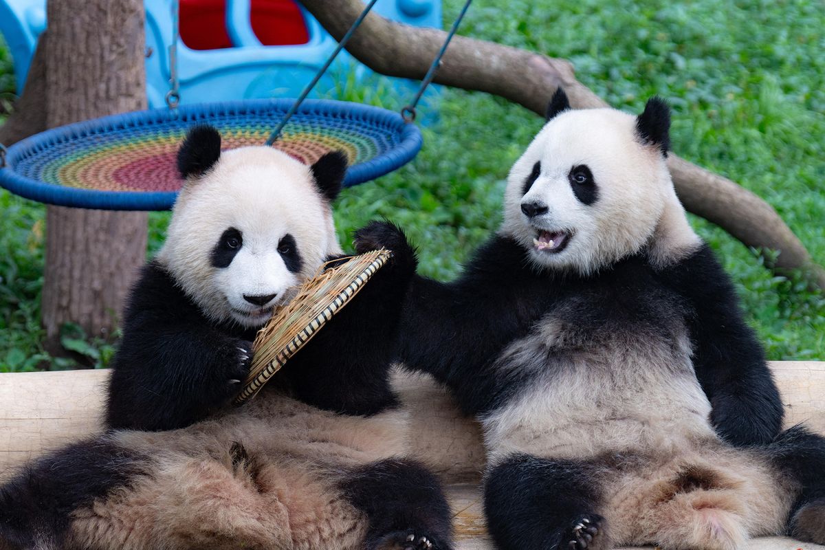 Giant pandas enjoy summer time at Chongqing Zoo