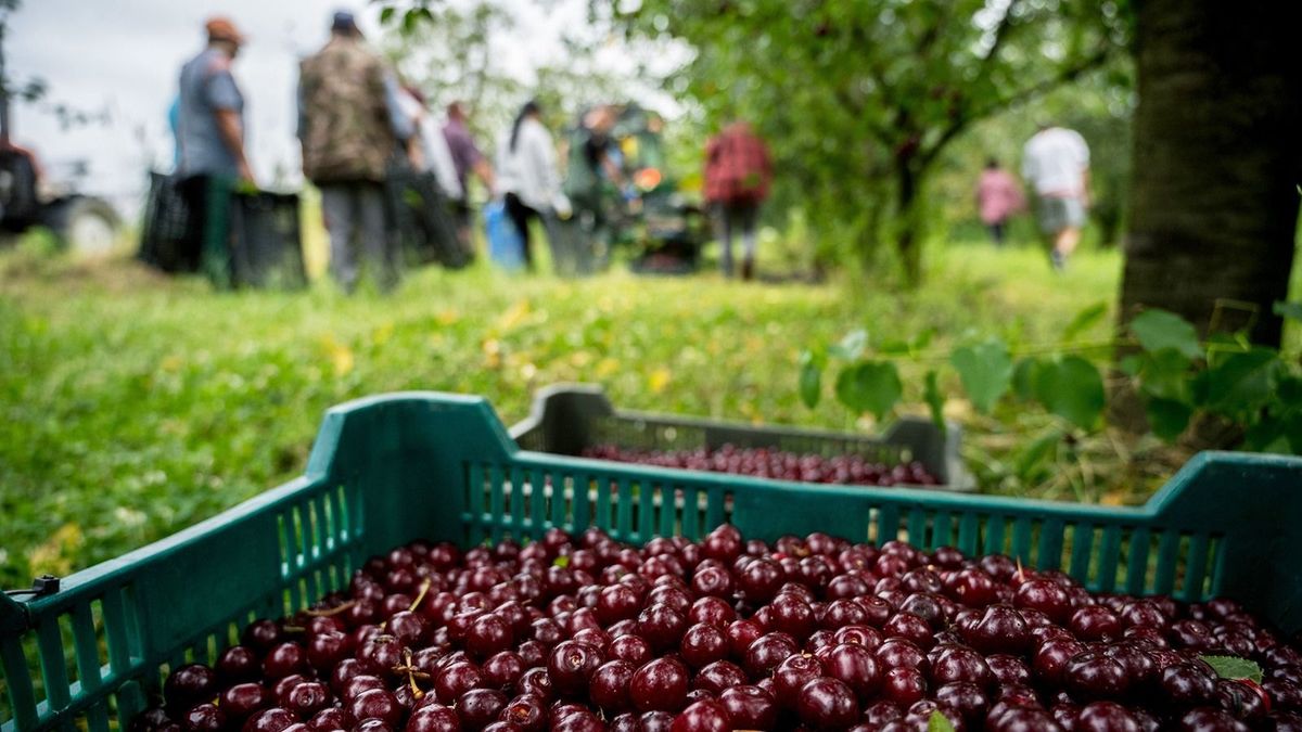 Drágulhat a meggy, de a szezonról a lengyelek taktikázása dönt