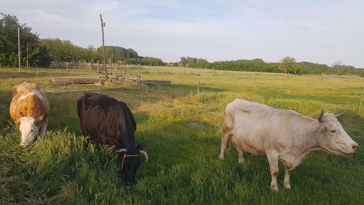 A magyar gazdákra nézve jó eredményt hozott ki a K&H agrár CO2-kalkulátora