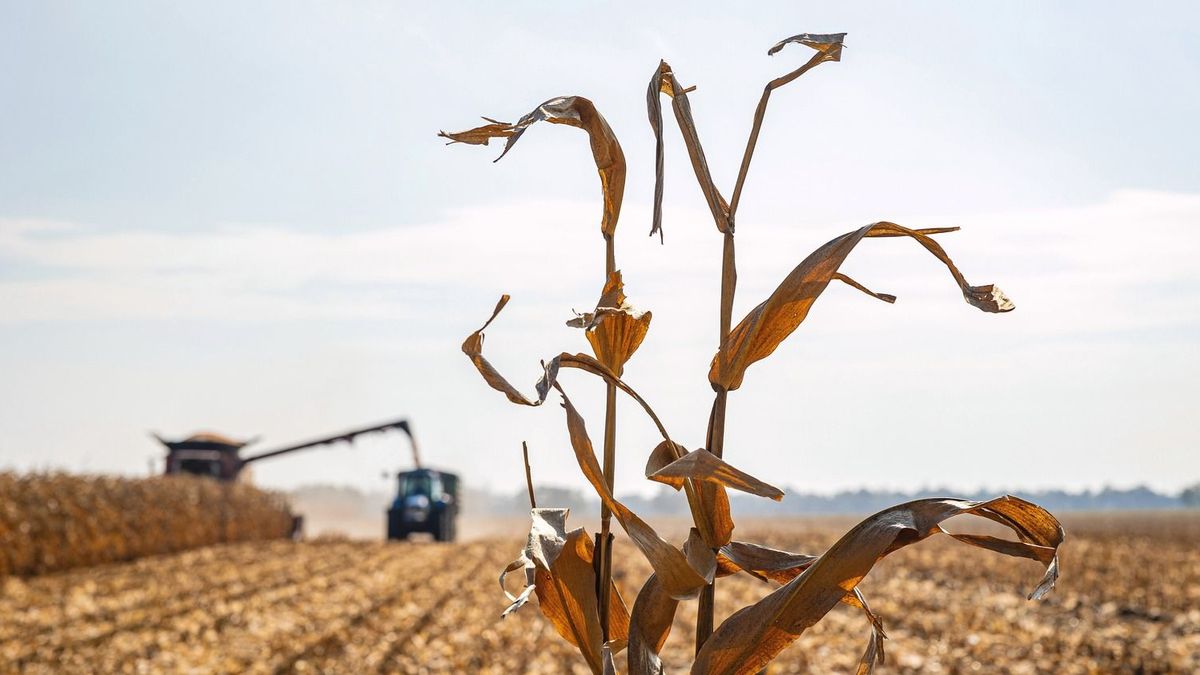 Hőség: odapörkölhet a magyar gazdaságnak a heteken át tartó afrikai meleg – még a GDP-ben is kimutatható lehet
