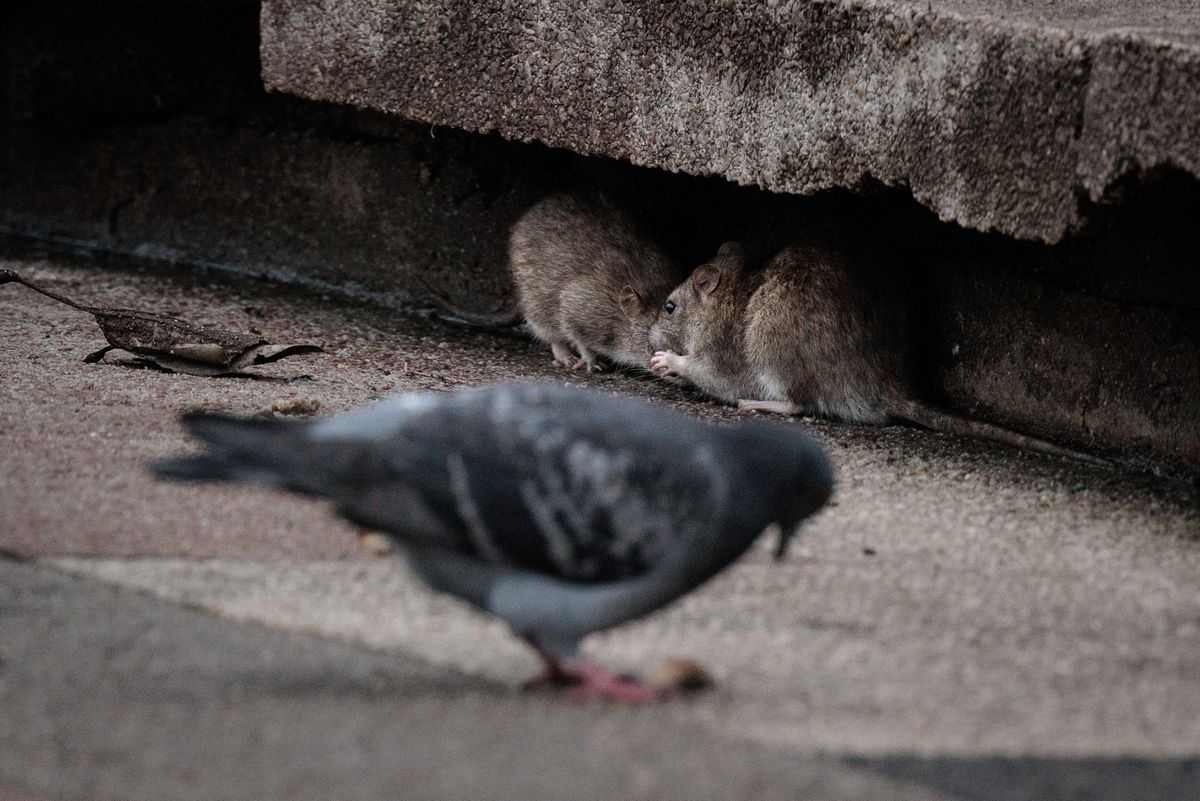 This photograph taken on February 19, 2024, shows rats feed next to a pigeon, in Paris. (Photo by JOEL SAGET / AFP)