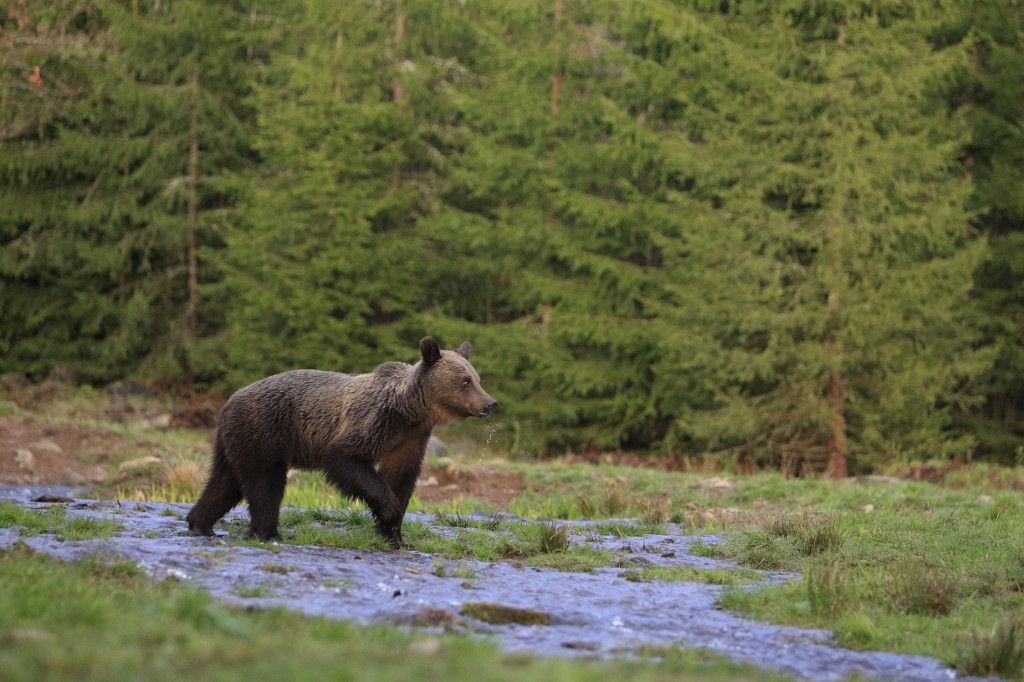 Brown bear crossing a river in the Romanian Carpathians