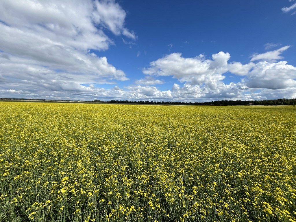 Landscape In Linköping, Sweden, repce, canola, 