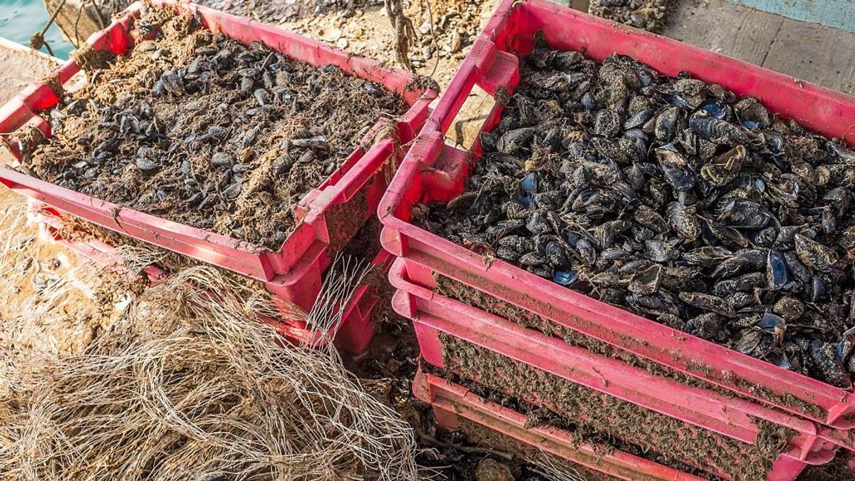 Kagylóapokalipszist okozott Horvátországban a brutális hőség