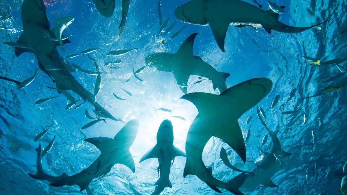 Kokaincápák: pozitív drogtesztet végeztek el a brazil partoknál talált cápáknál