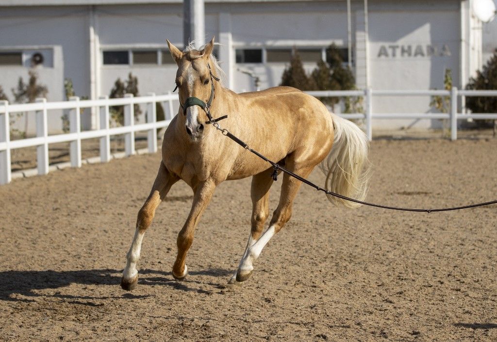 aranyszőrű Capital city of Turkmenistan: Ashgabat