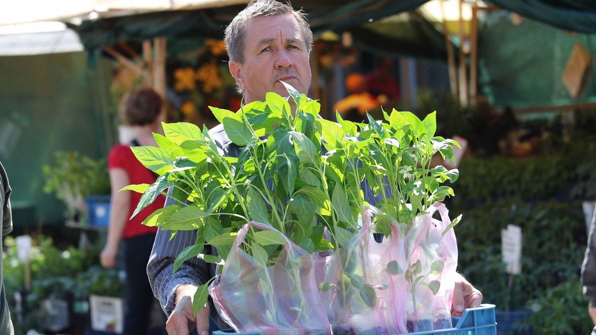 Itt az ideje a másodvetésnek: a cékla, a káposzta és a saláta is jó választás lehet