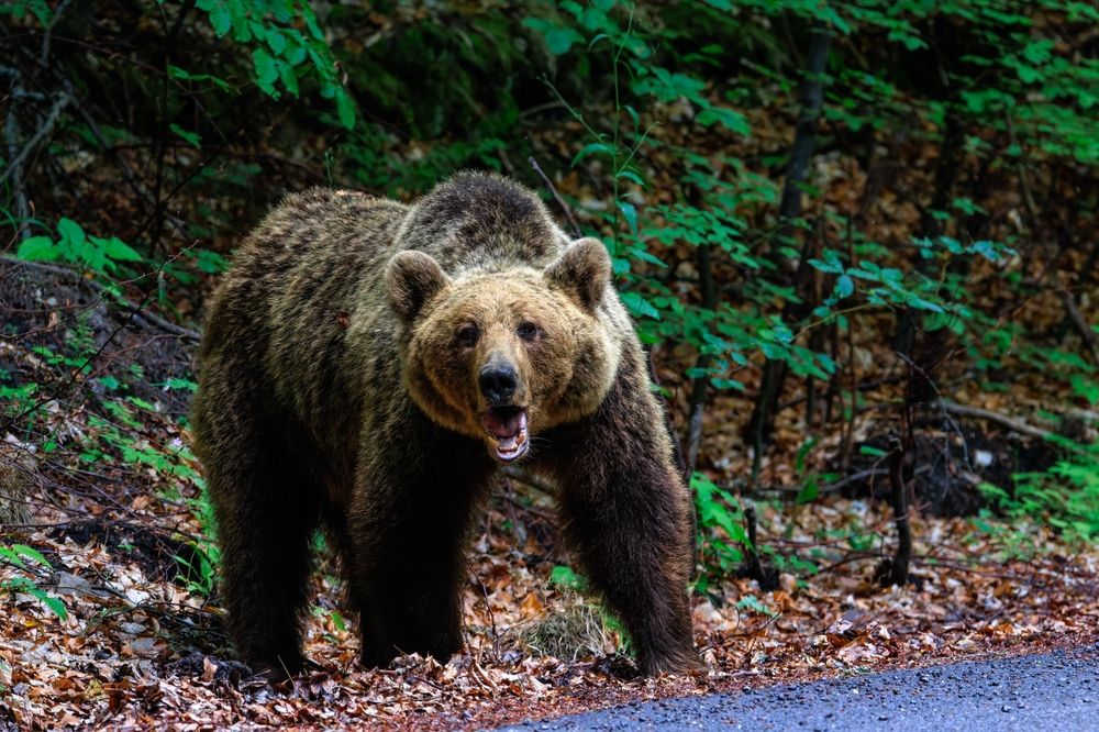 An,Angry,Brown,Bear,In,The,Forest,Near,The,Roadmedve támadásOlaszország, medvetámadás