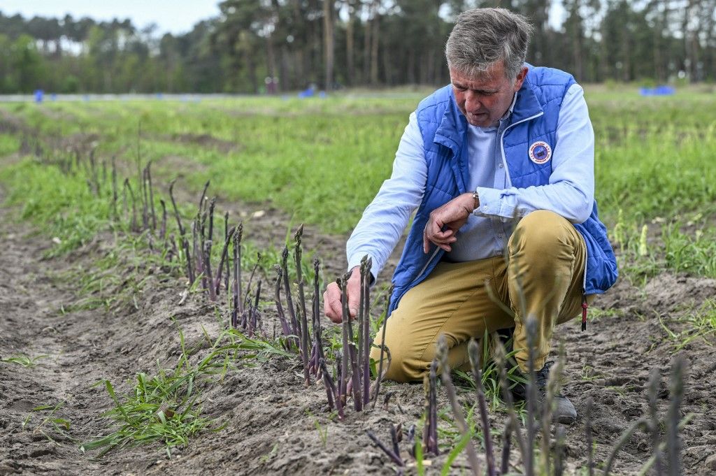 Purple asparagus from Beelitz, Németország mezőgazdasága