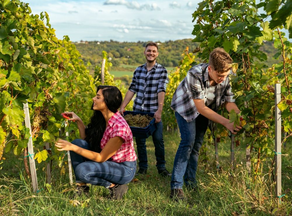 Hardworking,Young,People,Picking,Grapes,On,Field,,,Hand,Picked