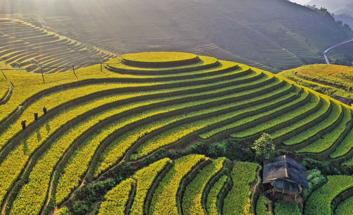 Farmers Are Dwarfed By Vast Terraces Of Dreamlike Rice Fields