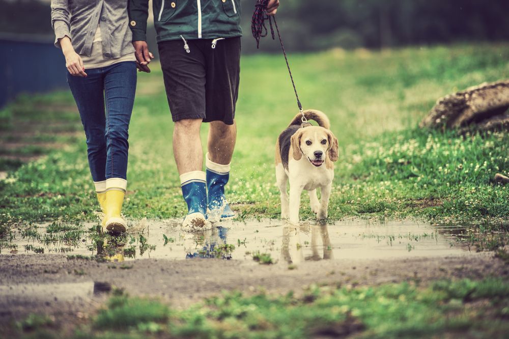 Young,Couple,Walk,Dog,In,Rain.,Details,Of,Wellies,Splashing
zivatar