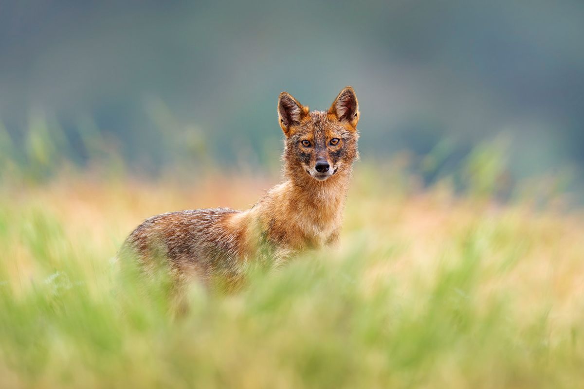 Bulgaria,Wildlife,,Balkan,In,Europe.,Golden,Jackal,,Canis,Aureus,,Feeding, ragadozó