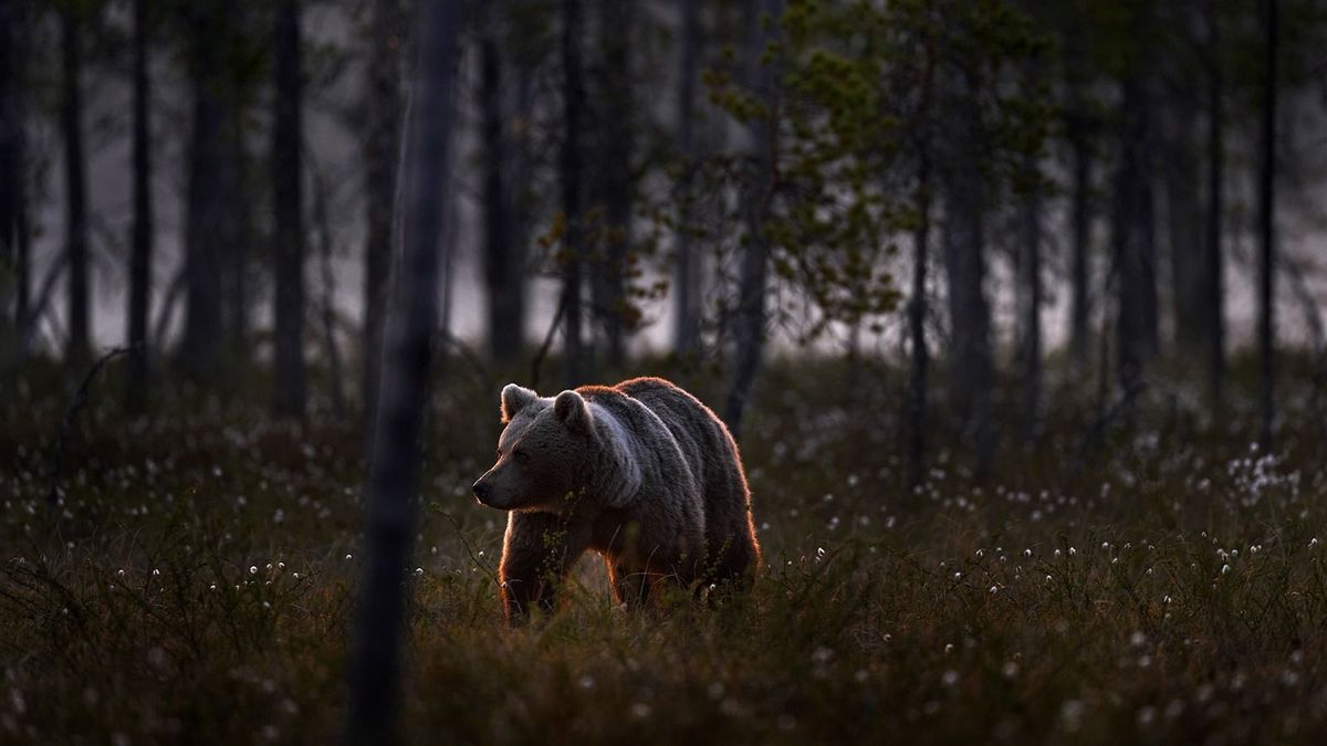 Romániában is engedélyezik a veszélyes medvék kilövését