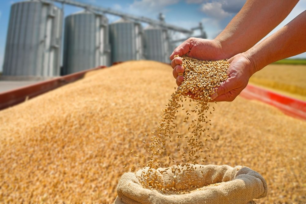 UBM Holding, takarmány, mezőgazdaságWheat,Grain,In,A,Hand,After,Good,Harvest,Of,Successful