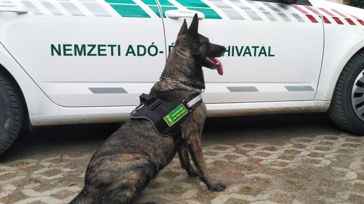 NAV: újra négylábú munkatársakat keresnek